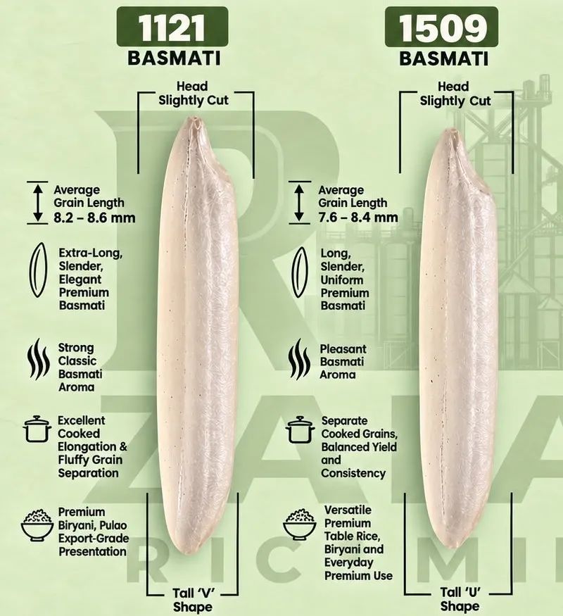 Reference diagram comparing 1121 and 1509 Basmati grain length and shape.